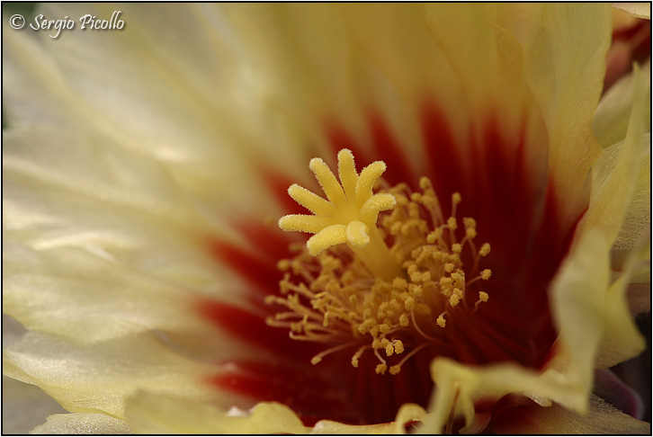 Thelocactus setispinus 