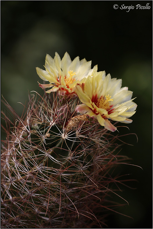 Thelocactus setispinus 