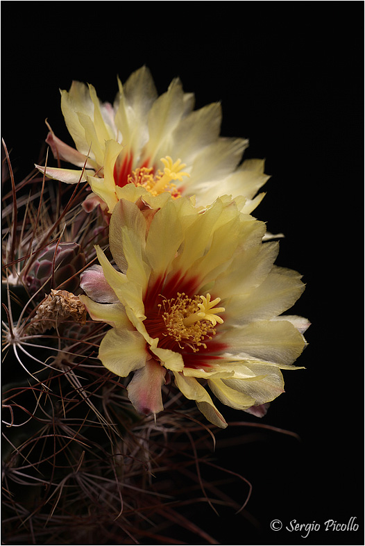 Thelocactus setispinus 