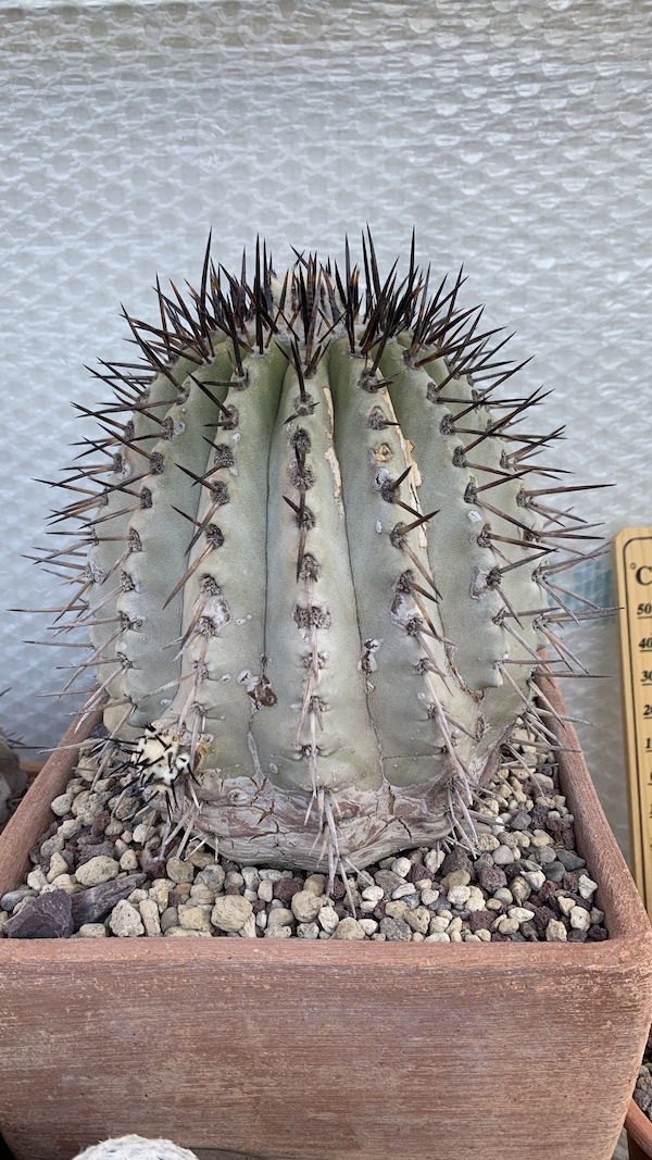 Copiapoa cinerea  