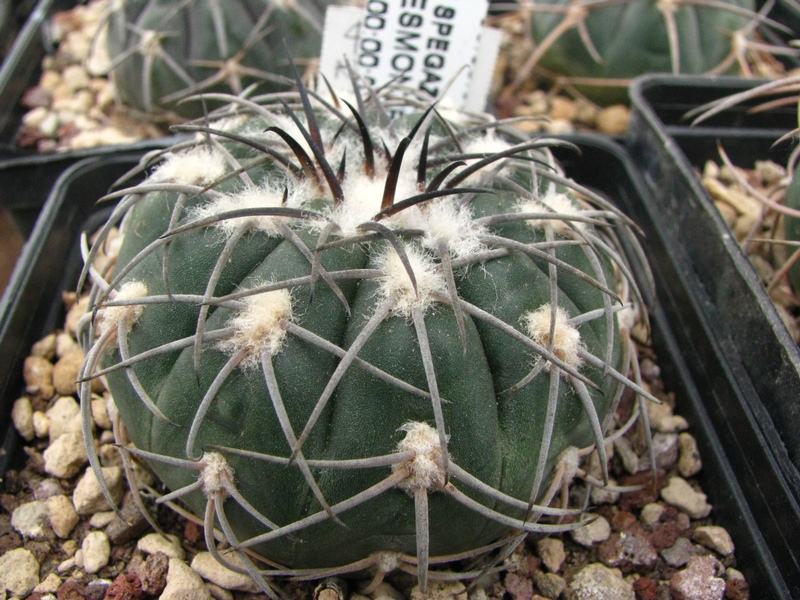 Gymnocalycium spegazzinii 