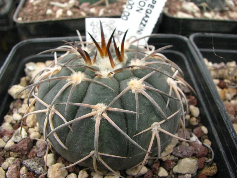 Gymnocalycium spegazzinii 