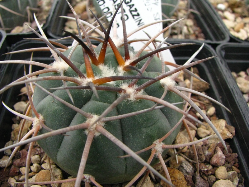 Gymnocalycium spegazzinii 