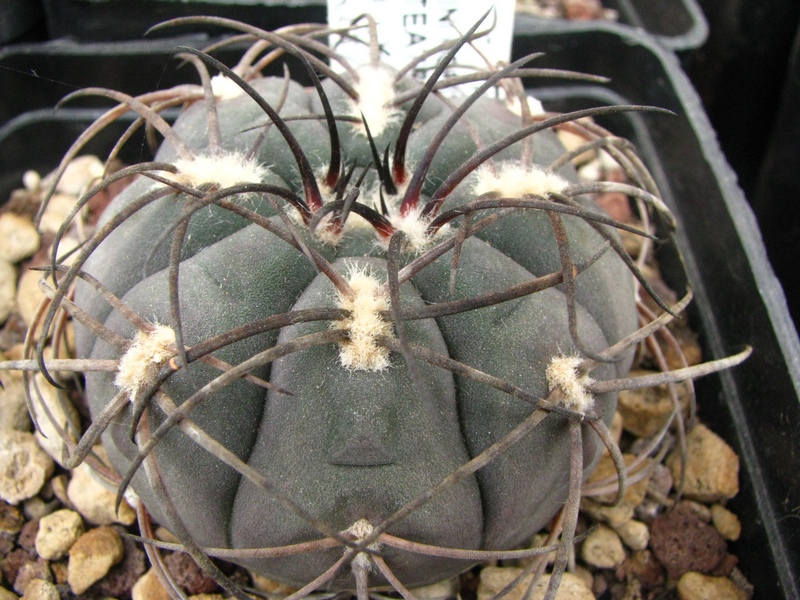 Gymnocalycium spegazzinii 