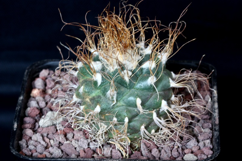 Turbinicarpus pseudomacrochele 