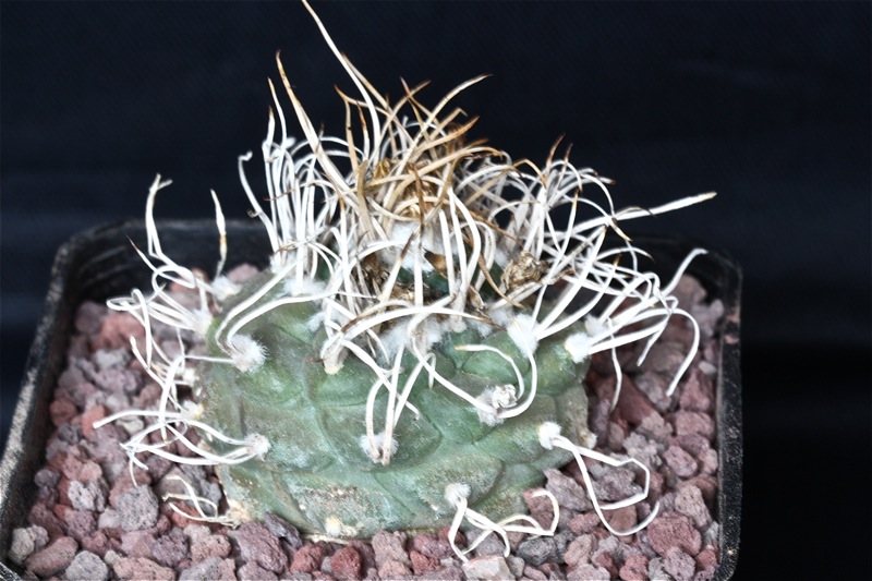 Turbinicarpus macrochele 