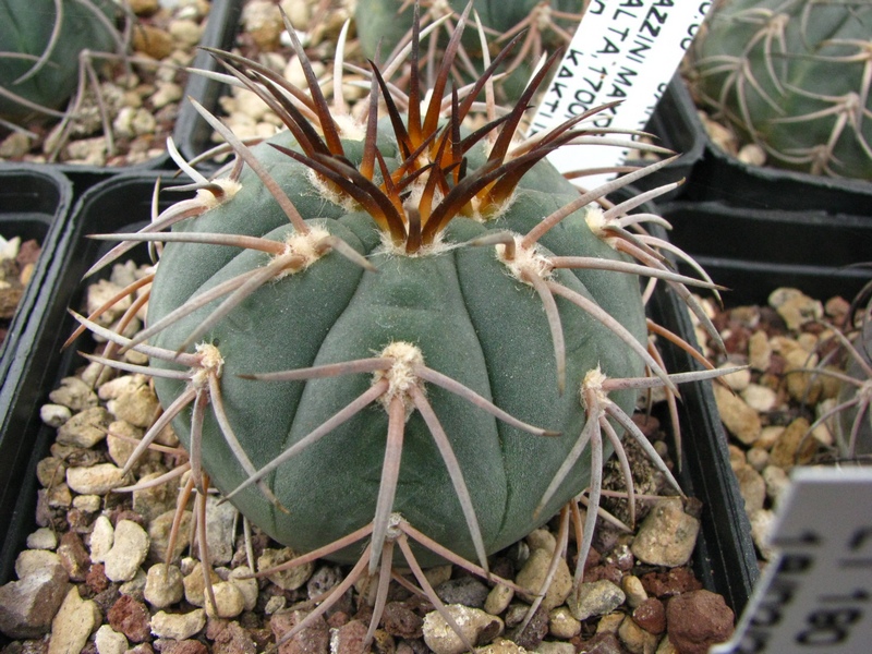 Gymnocalycium spegazzinii 