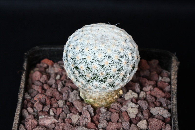 Mammillaria herrerae 