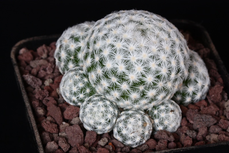 Mammillaria humboldtii 