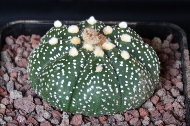 Astrophytum asterias 