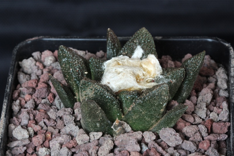 Ariocarpus fissuratus ssp. bravoanus 