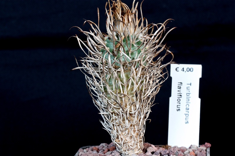 Turbinicarpus flaviflorus 