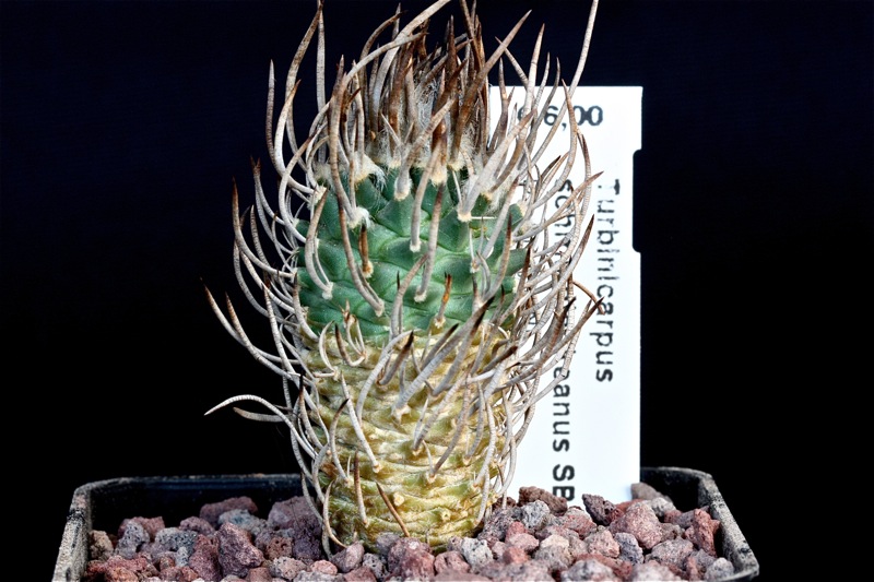 Turbinicarpus schmiedickeanus SB 755