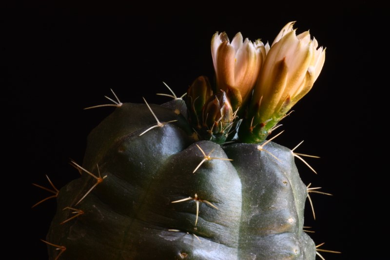 Echinocereus  knippelianus ssp. kruegeri 