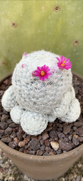 Mammillaria humboldtii  