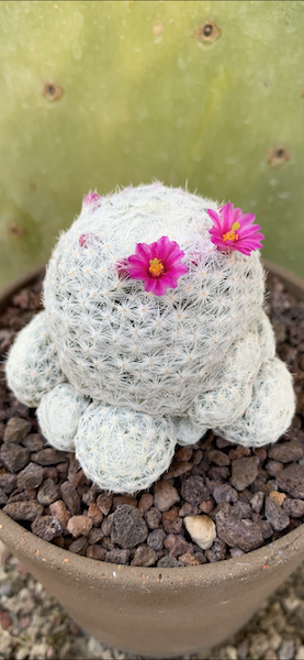 Mammillaria humboldtii  