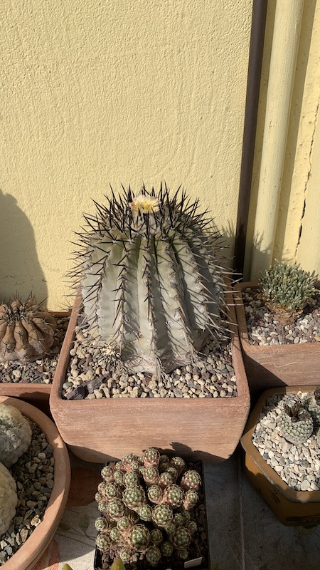 Copiapoa cinerea  