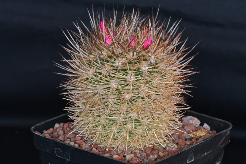 Neoporteria litoralis 