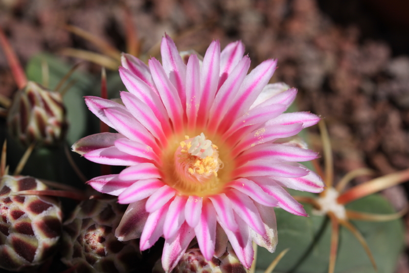 Ferocactus macrodiscus 