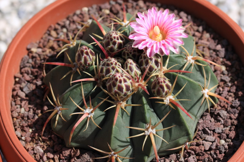 Ferocactus macrodiscus 