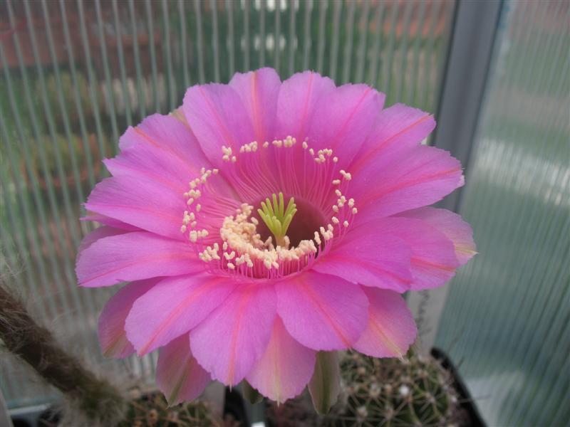 Echinopsis cv. syncopation 