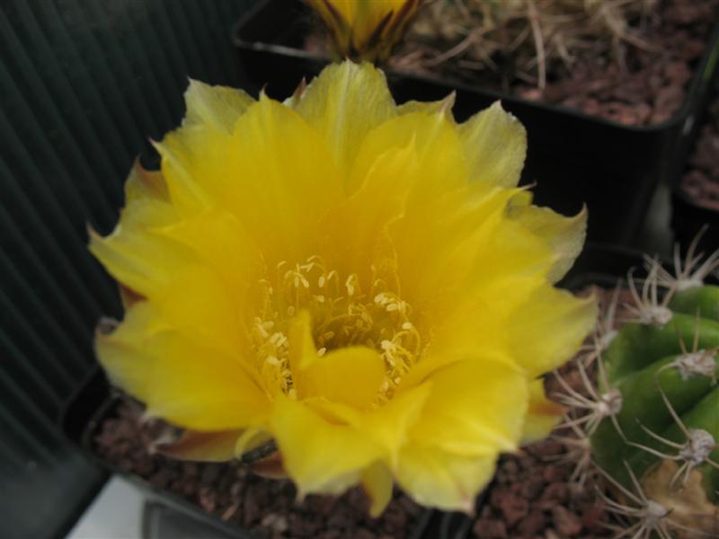 Lobivia aurea 