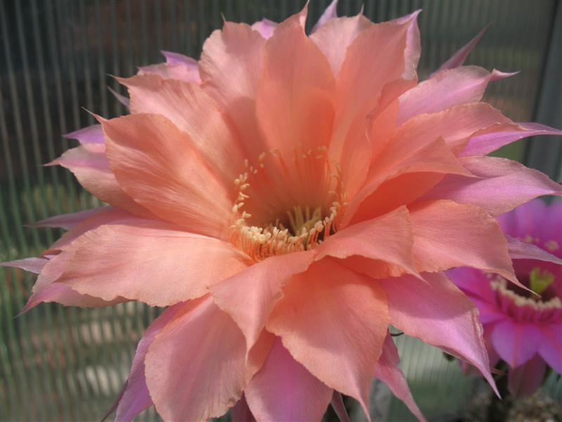 Echinopsis cv. beautiful dreamer 