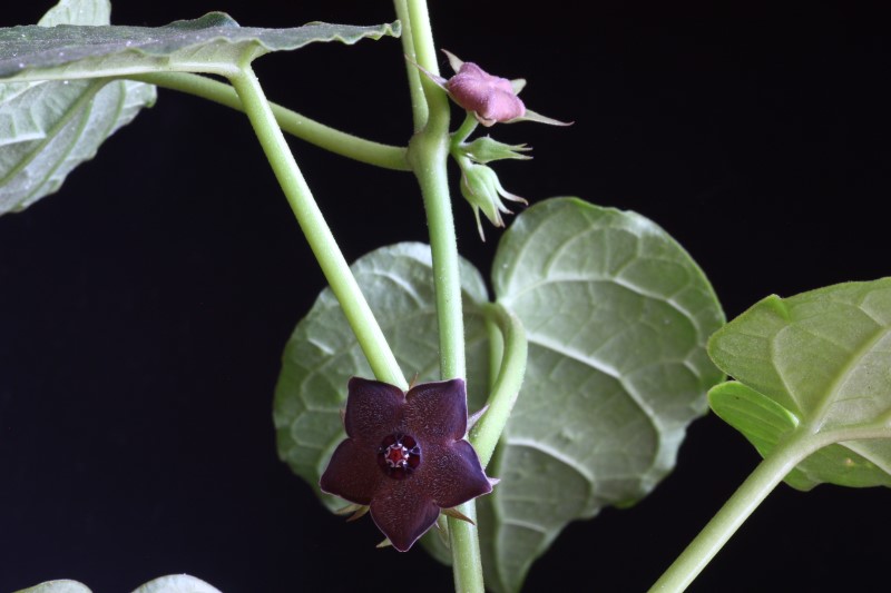 Gonolobus cyclophyllus 