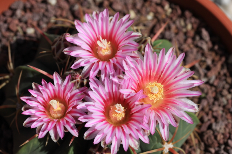 Ferocactus macrodiscus 