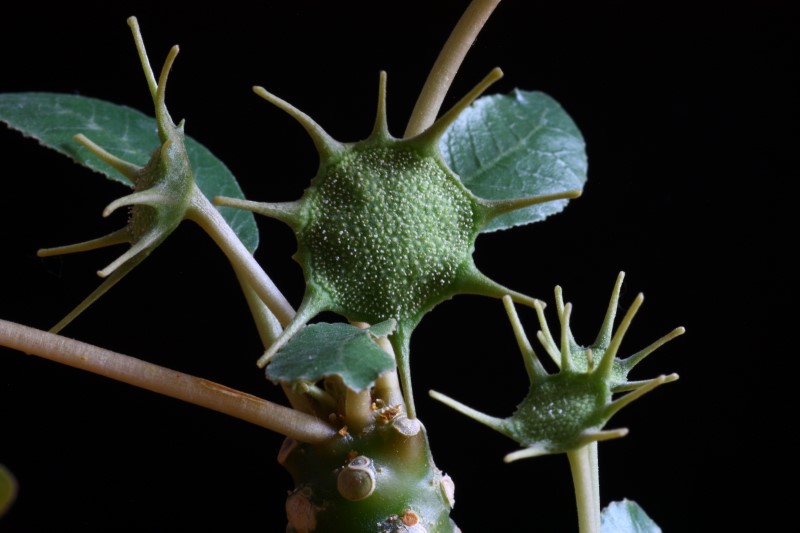 Dorstenia foetida 