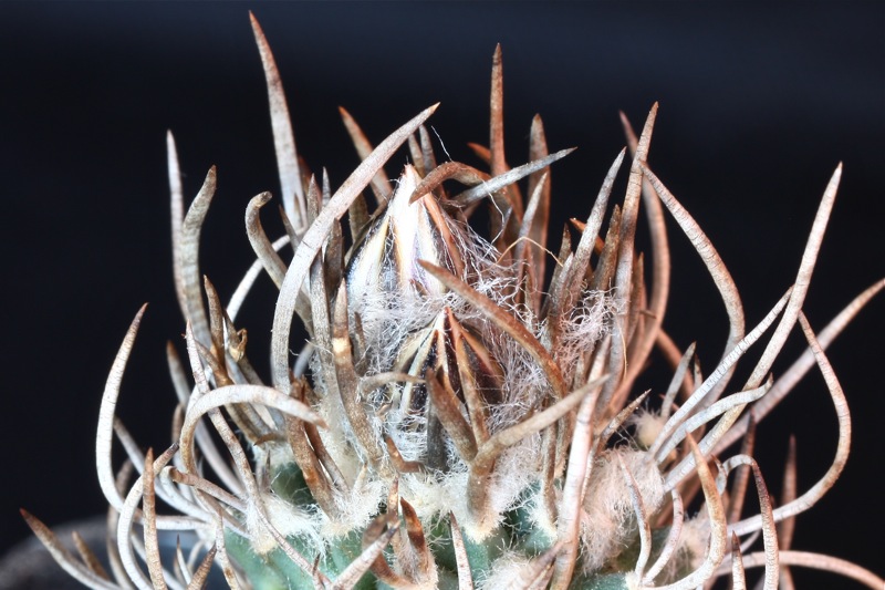 Turbinicarpus schmiedickeanus 