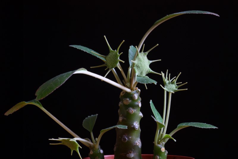 Dorstenia foetida 