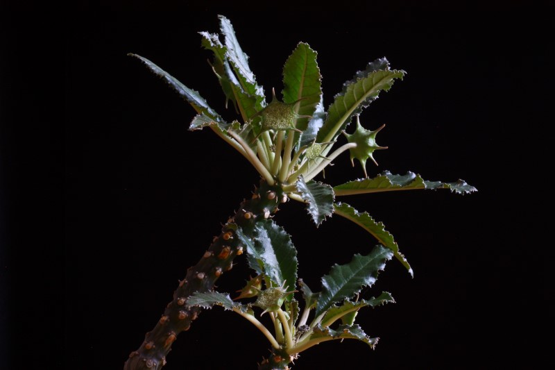 Dorstenia crispa 