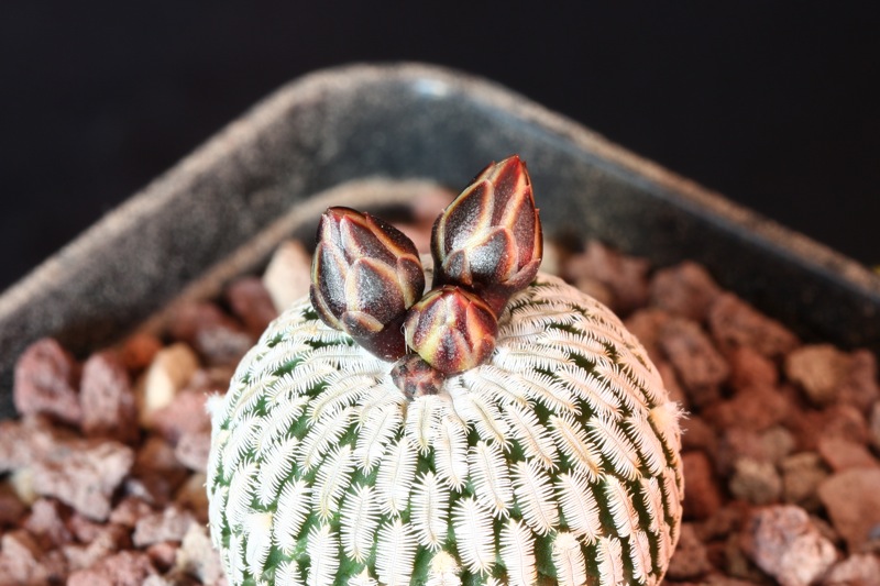 Turbinicarpus pseudopectinatus 