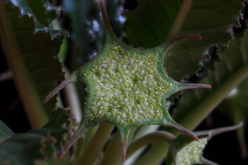 Dorstenia crispa 