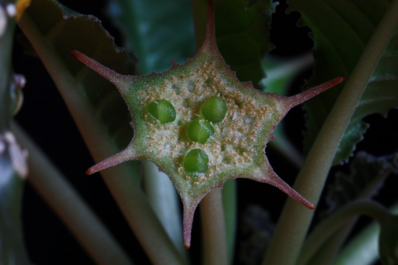 Dorstenia crispa 