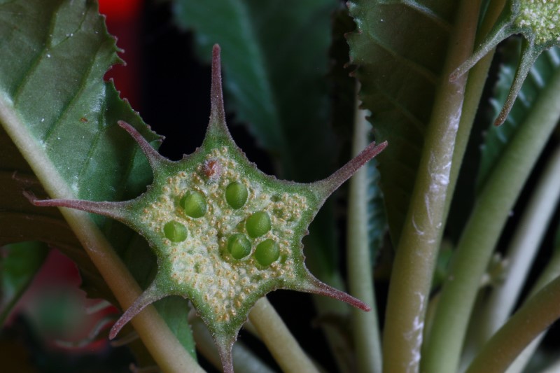 Dorstenia crispa 