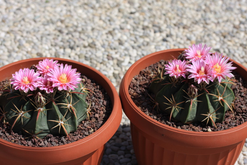 Ferocactus macrodiscus 