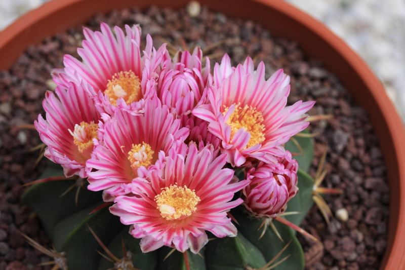 Ferocactus macrodiscus 