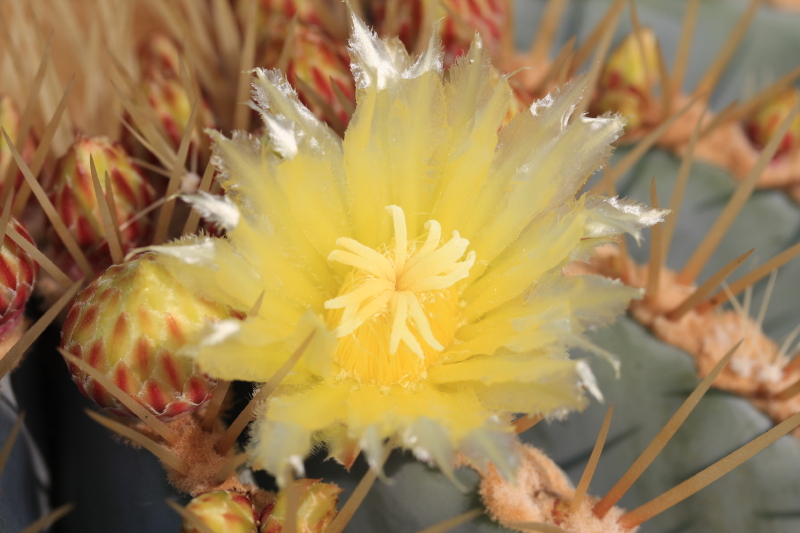 Ferocactus glaucescens 