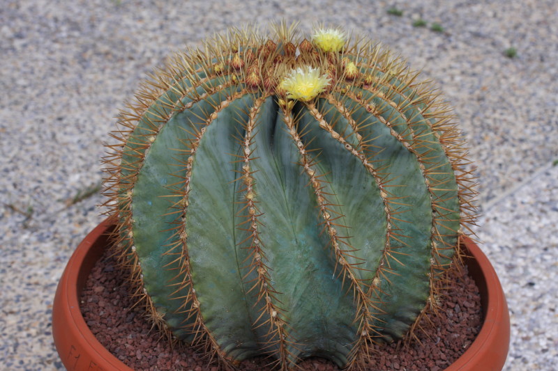 Ferocactus glaucescens 