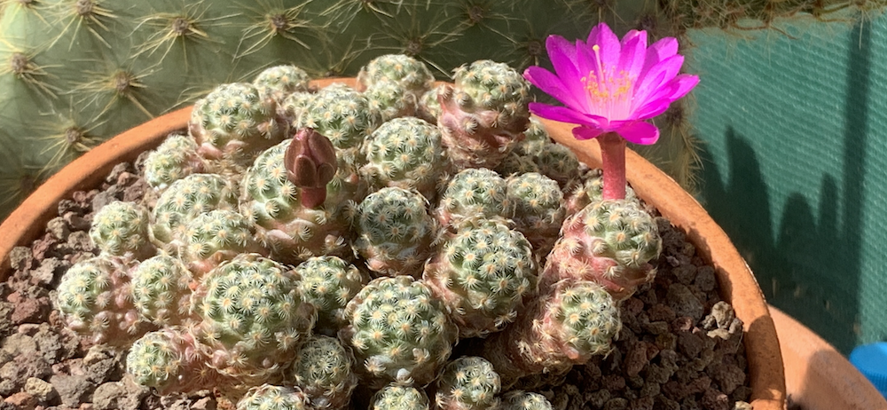 Mammillaria saboae ssp. roczekii  