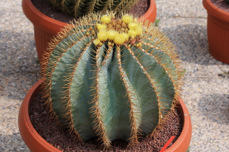 Ferocactus glaucescens 