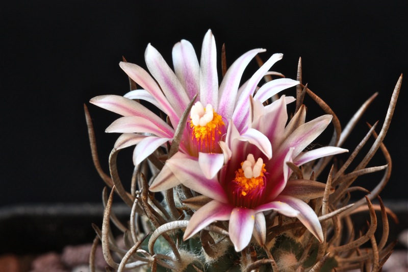 Turbinicarpus schmiedickeanus 