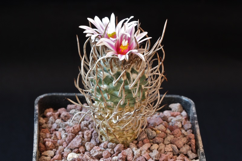 Turbinicarpus schmiedickeanus 