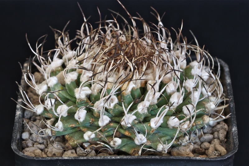 Turbinicarpus alonsoi 