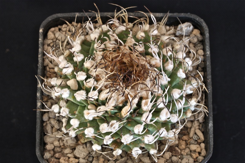 Turbinicarpus alonsoi 