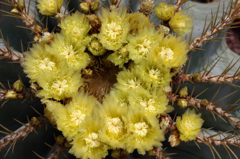 Ferocactus glaucescens 