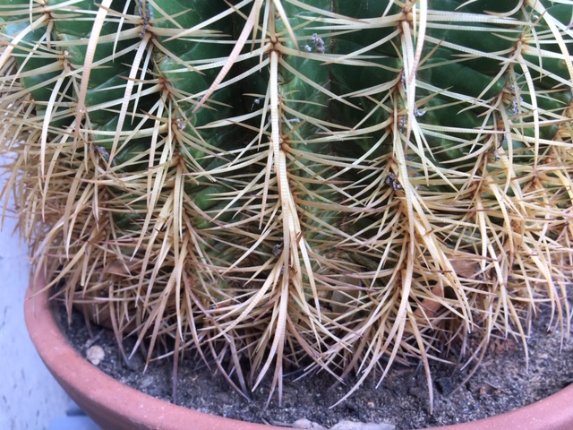 Echinocactus grusonei  