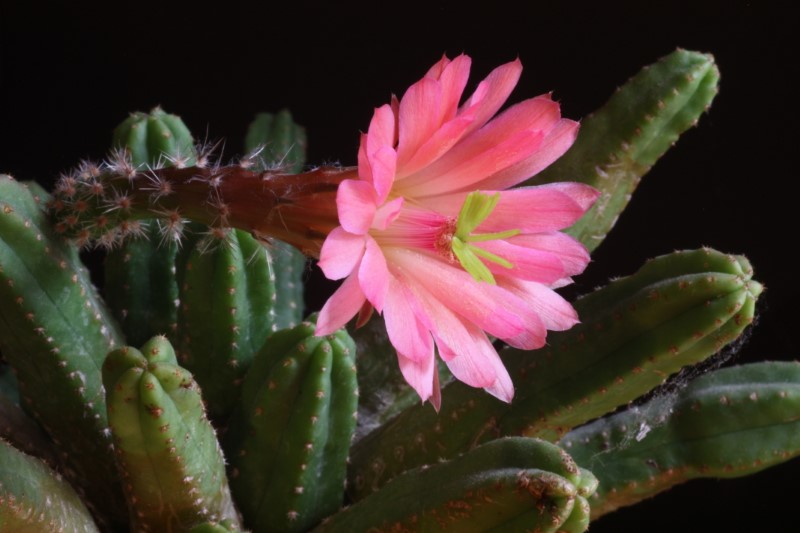 Echinocereus scheeri ssp. gentryi 